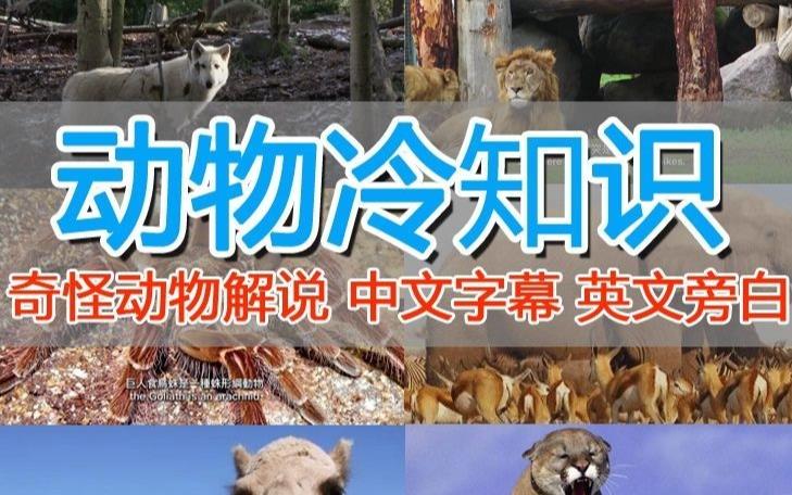 外面卖1699的国外纪录片解说（动物解说、美食、动画片）稳过中视频-52资源库